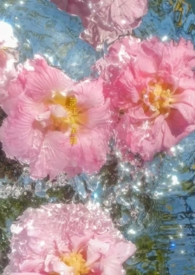 涉江采芙蓉封面